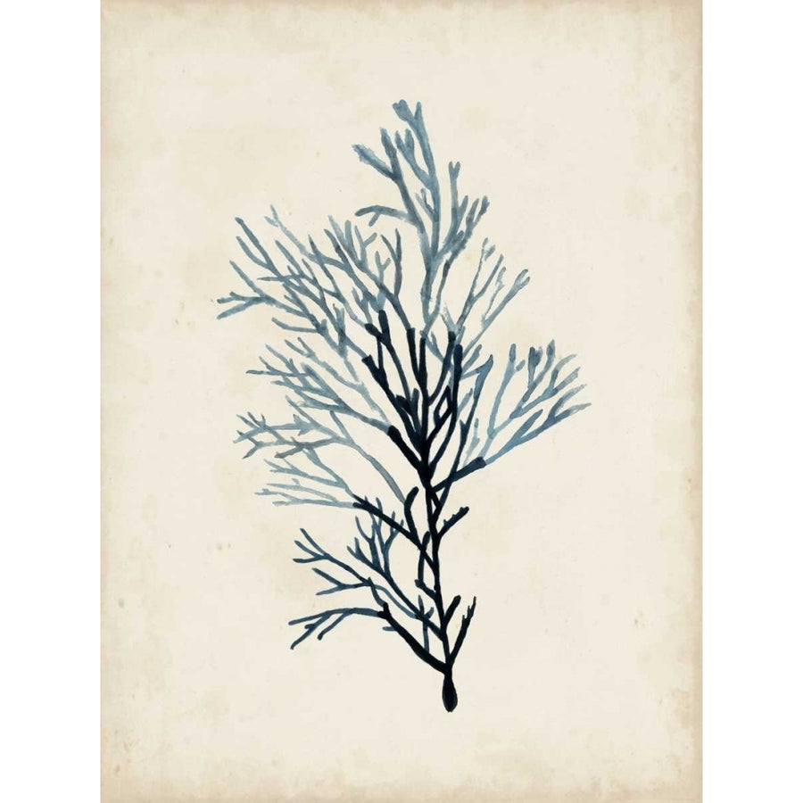 Seaweed Specimens IV Poster Print - Naomi McCavitt-VARPDX109735D Image 1