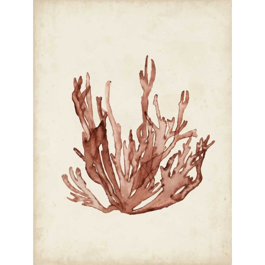 Seaweed Specimens VII Poster Print - Naomi McCavitt-VARPDX109738D Image 1