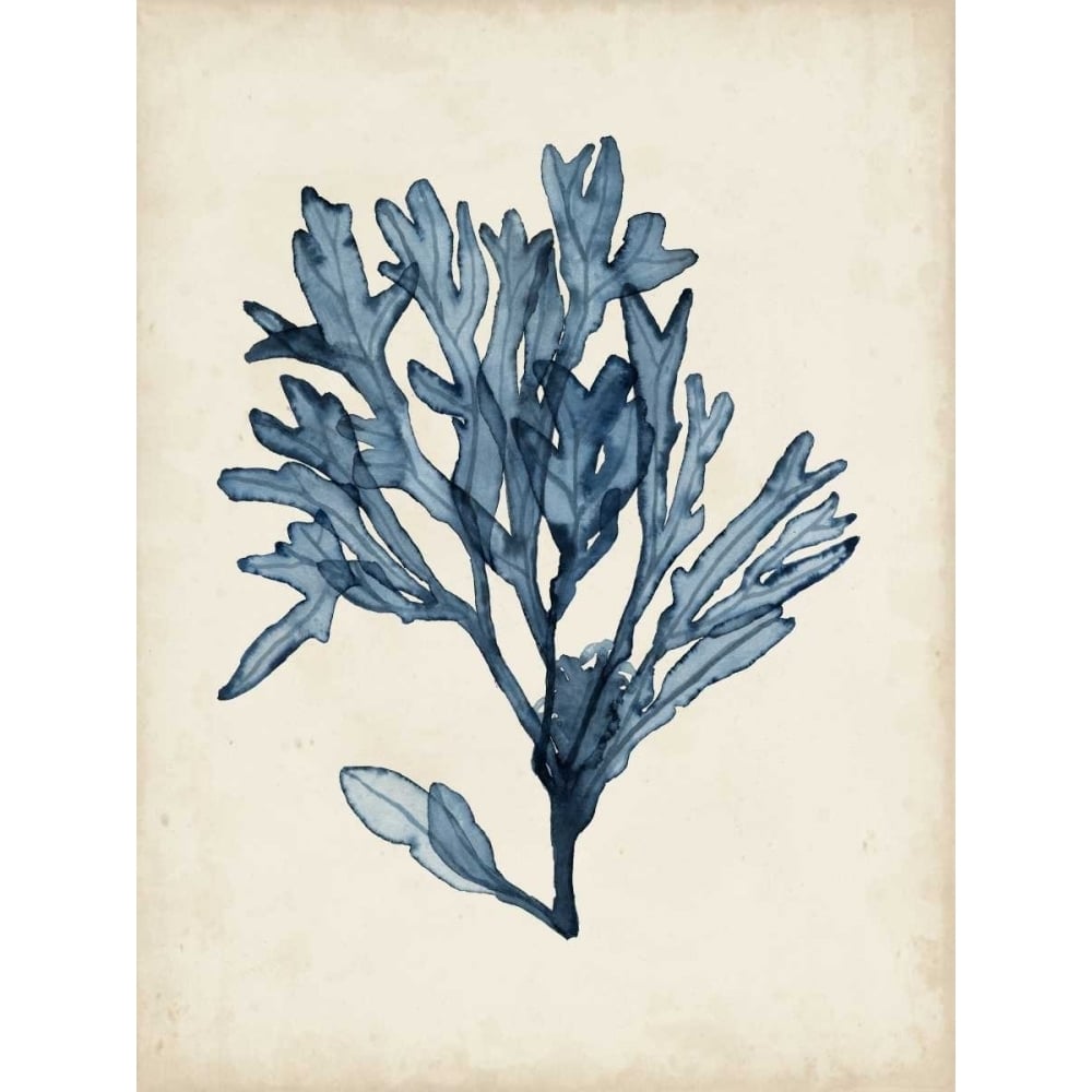 Seaweed Specimens II Poster Print - Naomi McCavitt-VARPDX109733D Image 1