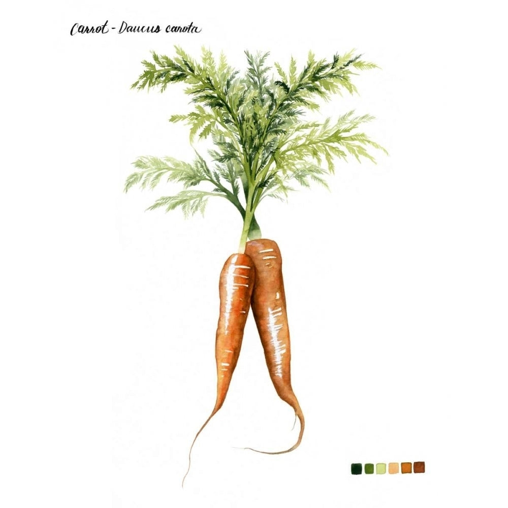 Root Vegetable III Poster Print - Grace Popp-VARPDX109801Z Image 1