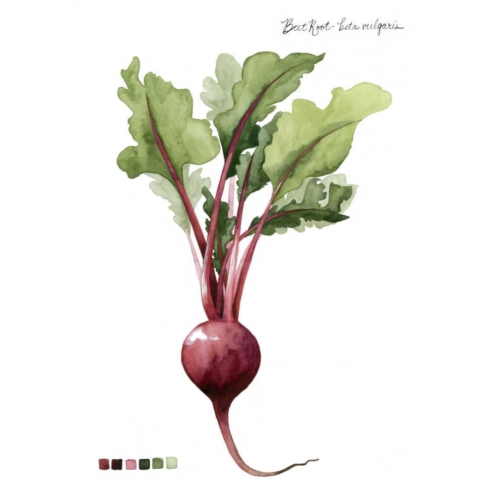 Root Vegetable II Poster Print - Grace Popp-VARPDX109800Z Image 1