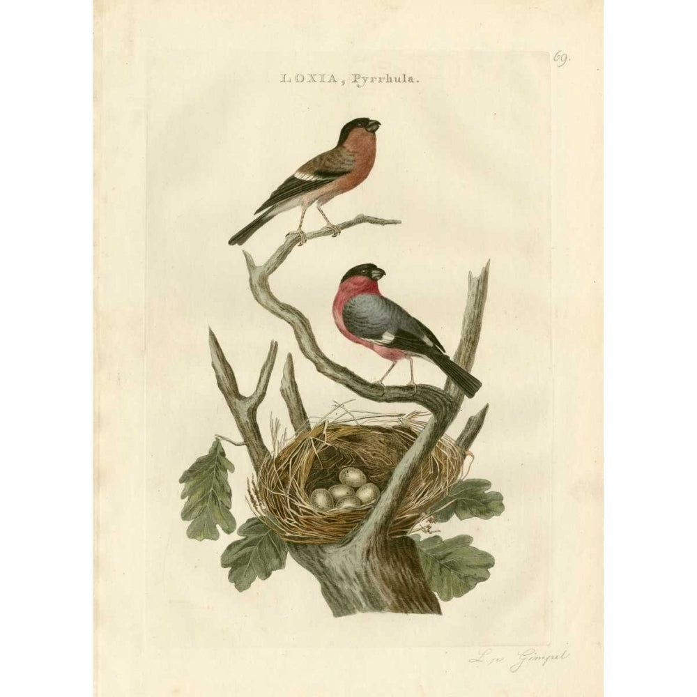 Nozeman Birds and Nests I Poster Print - Nozeman-VARPDX109811Z Image 1