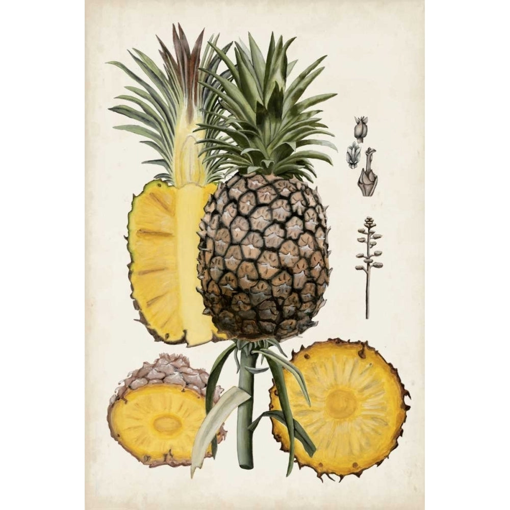 Pineapple Botanical Study II Poster Print - Naomi McCavitt-VARPDX109827Z Image 1