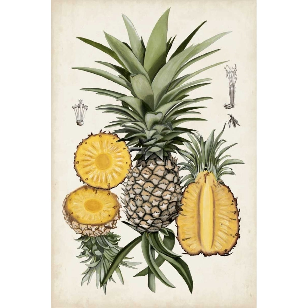 Pineapple Botanical Study I Poster Print - Naomi McCavitt-VARPDX109826Z Image 1