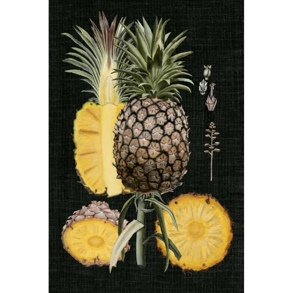 Graphic Pineapple Botanical Study II Poster Print - Naomi McCavitt-VARPDX109829Z Image 1