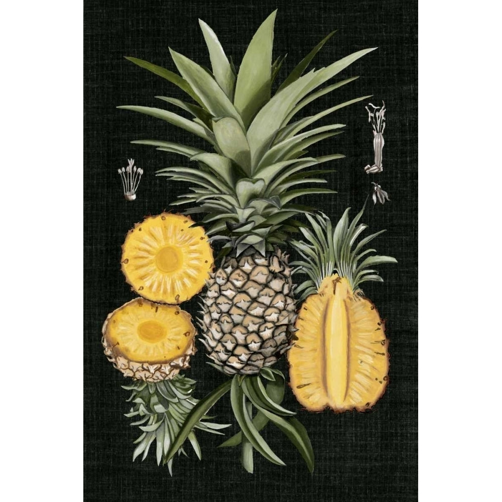 Graphic Pineapple Botanical Study I Poster Print - Naomi McCavitt-VARPDX109828Z Image 1