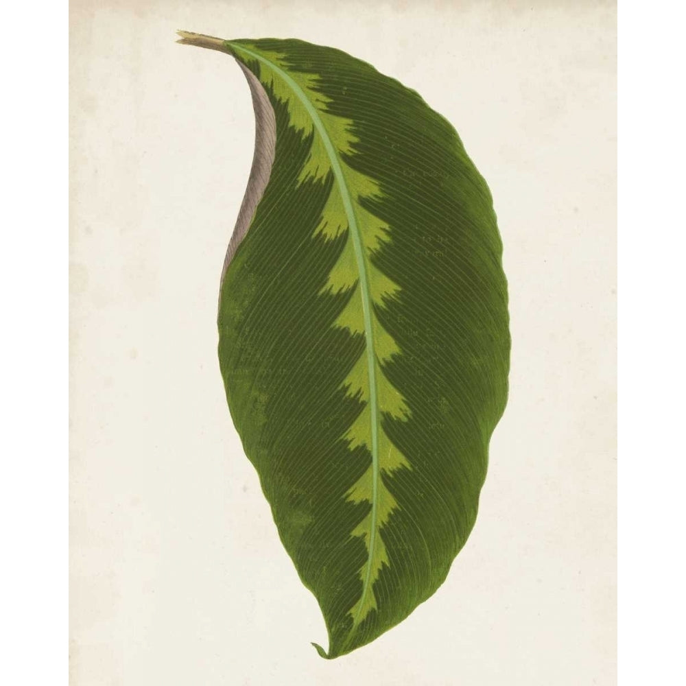 Graphic Leaf I Poster Print - Studio Vision-VARPDX109862Z Image 1