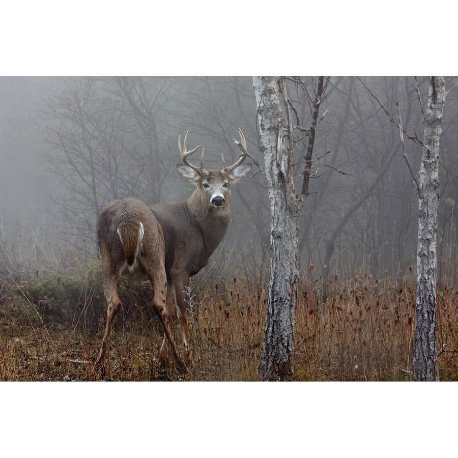 White-tailed buck - In the autumn fog Poster Print - Jim Cumming-VARPDX1098947 Image 1