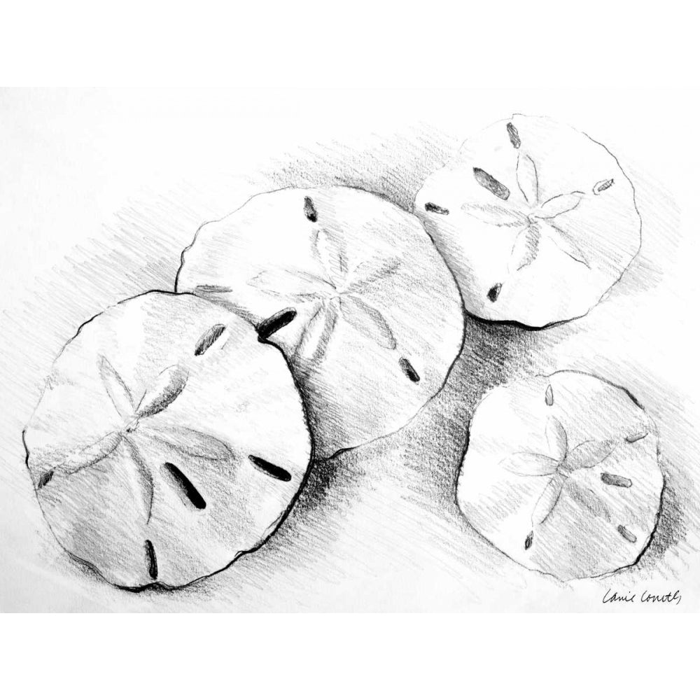 Sand Dollar II Poster Print by Lanie Loreth-VARPDX10987 Image 1