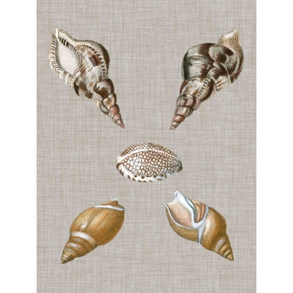 Shells on Linen IV Poster Print - Studio Vision-VARPDX109920Z Image 1