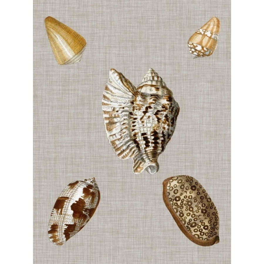 Shells on Linen I Poster Print - Studio Vision-VARPDX109917Z Image 1