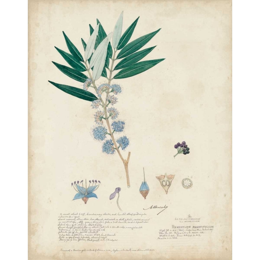 Delicate Blue Descubes I Poster Print - A. Descubes-VARPDX109956Z Image 1