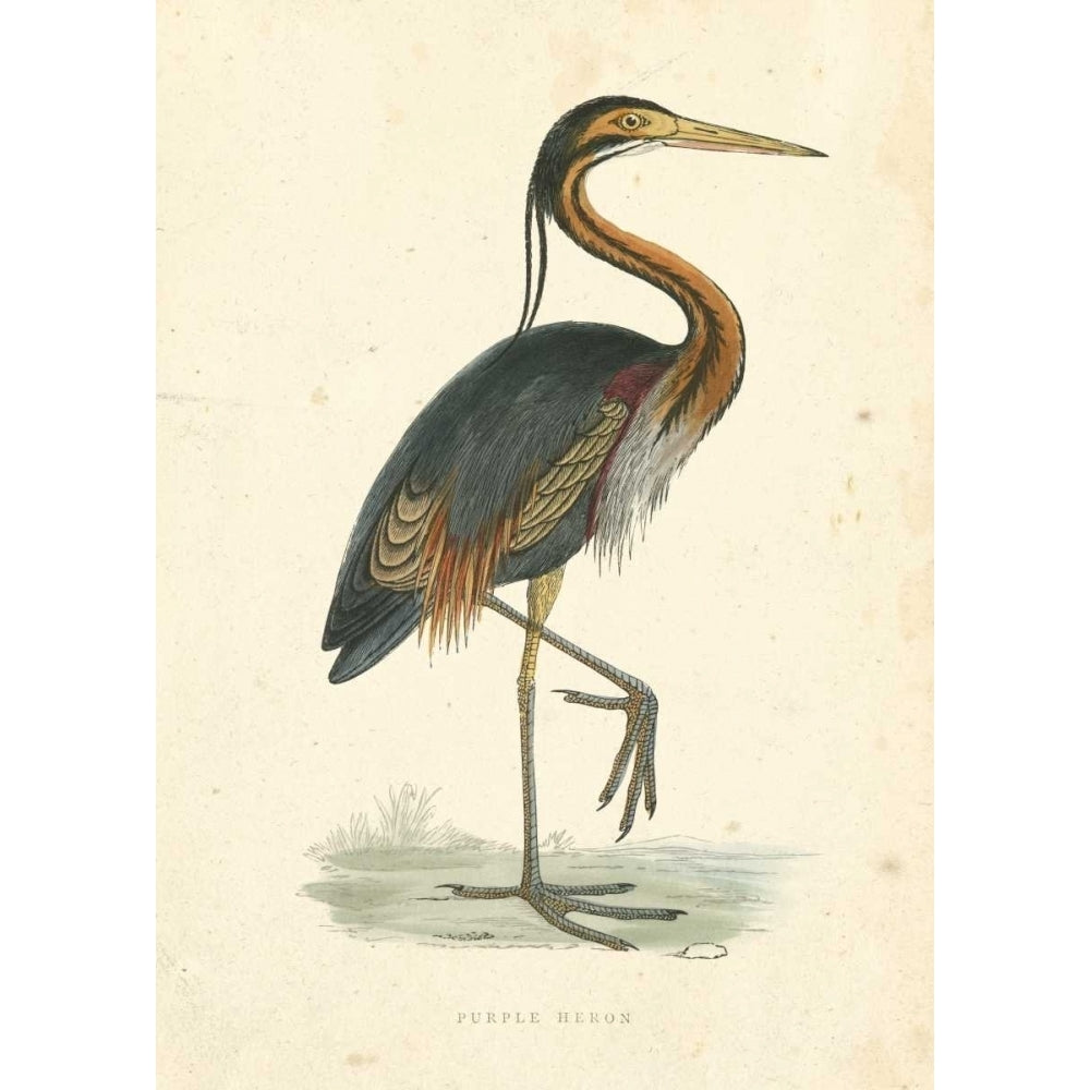 Vintage Purple Heron Poster Print - Morris-VARPDX109954Z Image 1