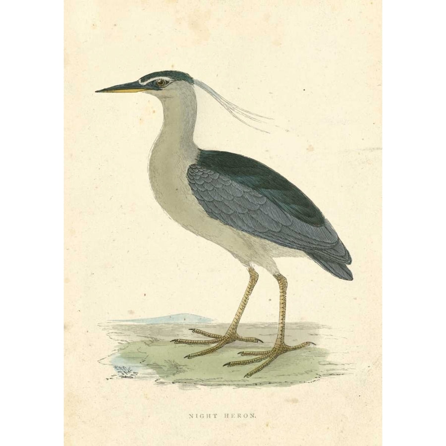 Vintage Night Heron Poster Print - Morris-VARPDX109955Z Image 1