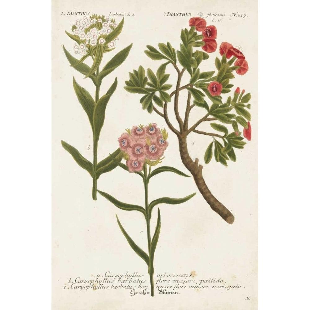 Botanical Varieties IV Poster Print - Weinmann-VARPDX109961Z Image 1