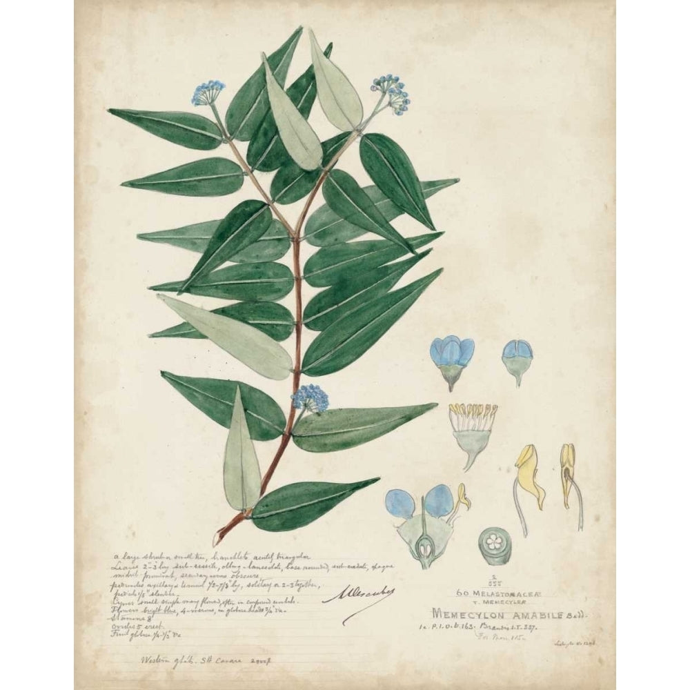 Delicate Blue Descubes II Poster Print - A. Descubes-VARPDX109957Z Image 1