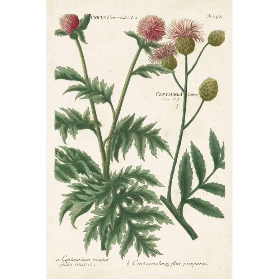 Botanical Varieties III Poster Print - Weinmann-VARPDX109960Z Image 1