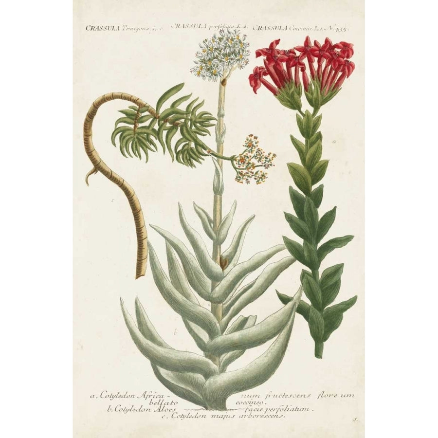 Botanical Varieties I Poster Print - Weinmann-VARPDX109958Z Image 1