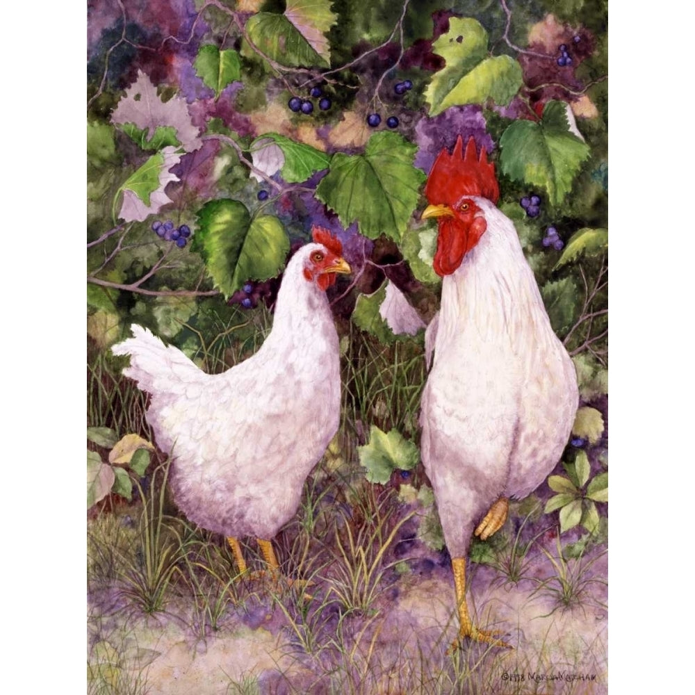 Roosters en Place IV Poster Print - Marcia Matcham-VARPDX109990GG Image 1