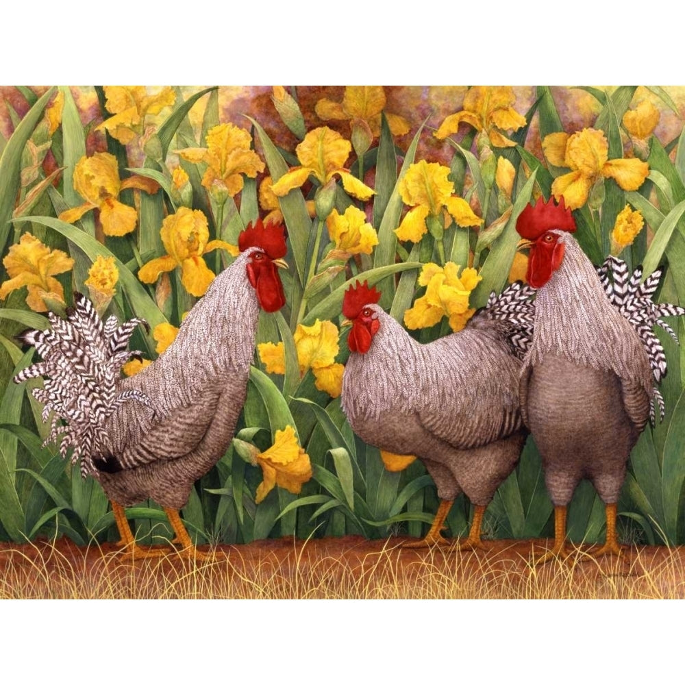 Roosters en Place II Poster Print - Marcia Matcham-VARPDX109988GG Image 1