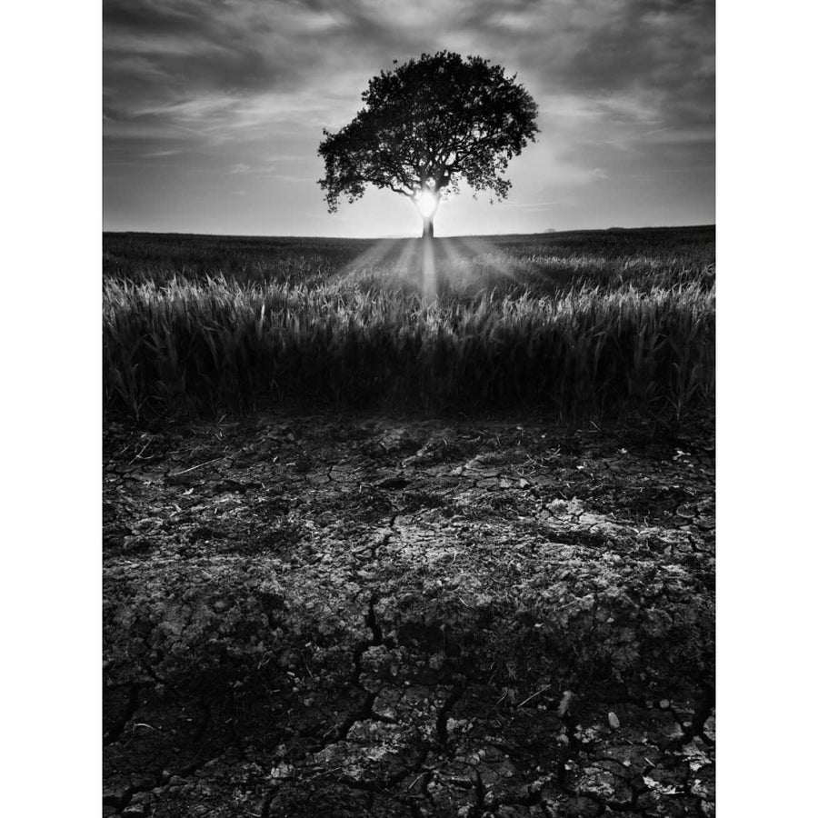 Cracked Earth Poster Print - Martin Henson-VARPDX110014D Image 1