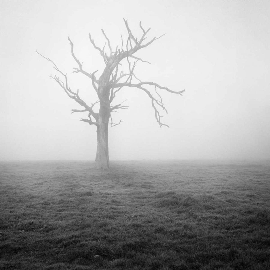 Misty Weather II Poster Print - Martin Henson-VARPDX110026D Image 1