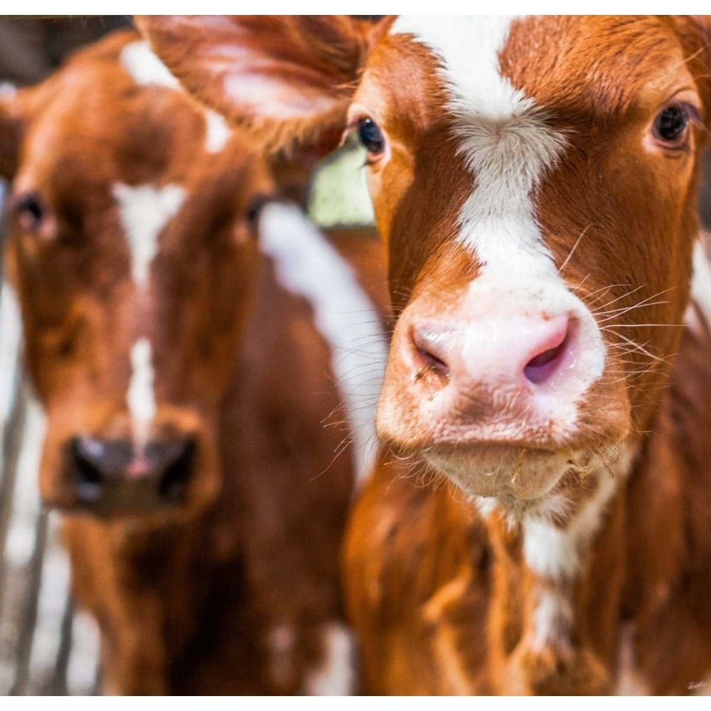 Spring cows 1 Poster Print by Sander Van Laar-VARPDX11041 Image 1