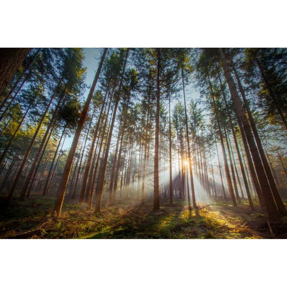 Sunflare 2 Poster Print by Sander Van Laar-VARPDX11050 Image 1