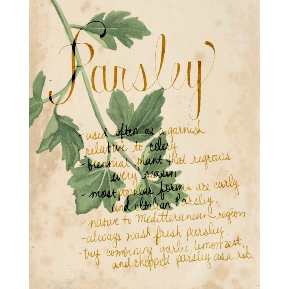 Herb Study V Poster Print - Grace Popp-VARPDX110720D Image 1