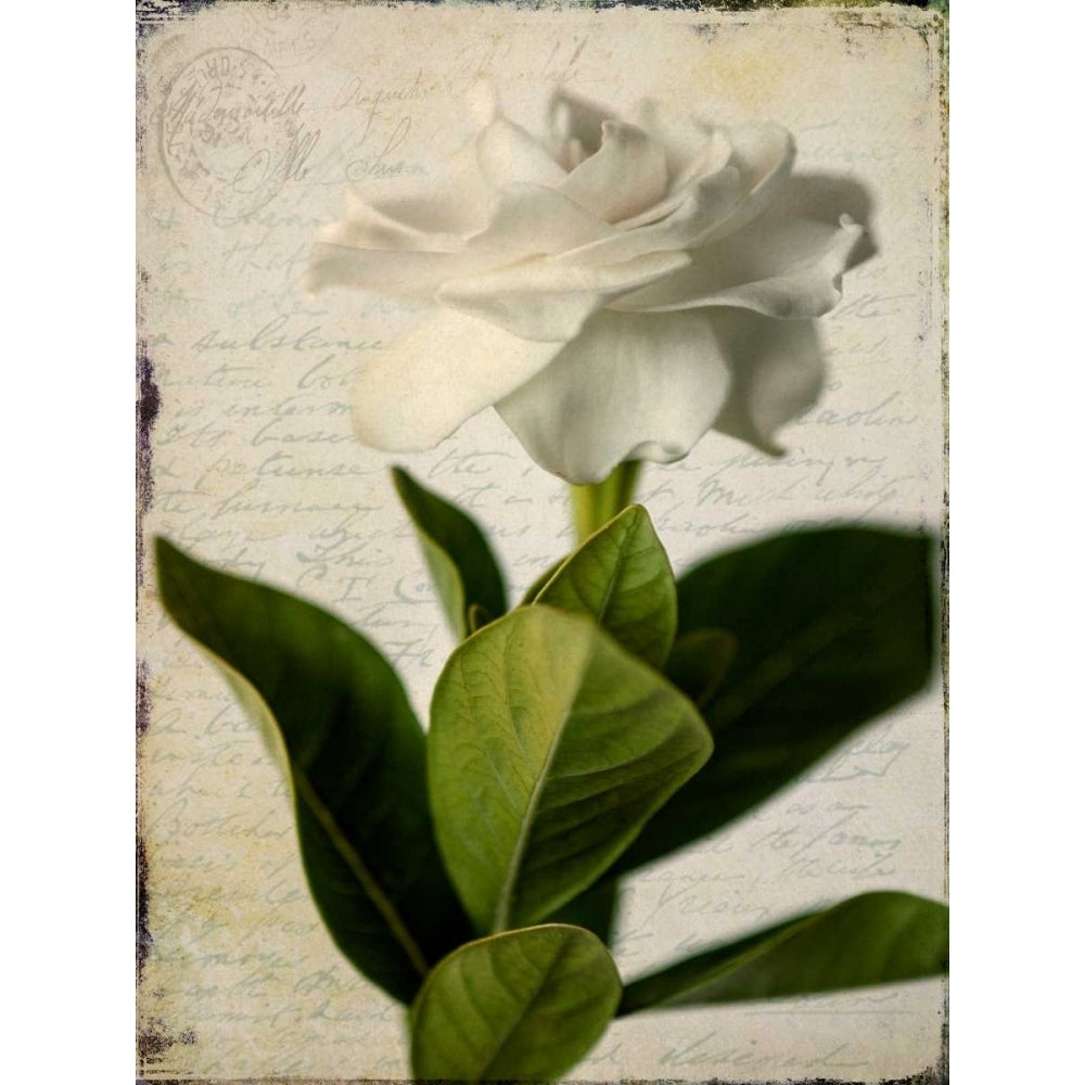 Gardenia Grunge I Poster Print - Honey Malek-VARPDX111123D Image 1