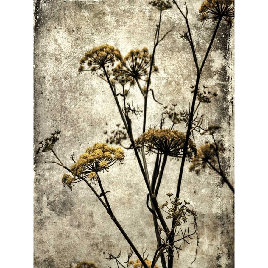 Big Sur Yarrow II Poster Print - Honey Malek-VARPDX111122D Image 1