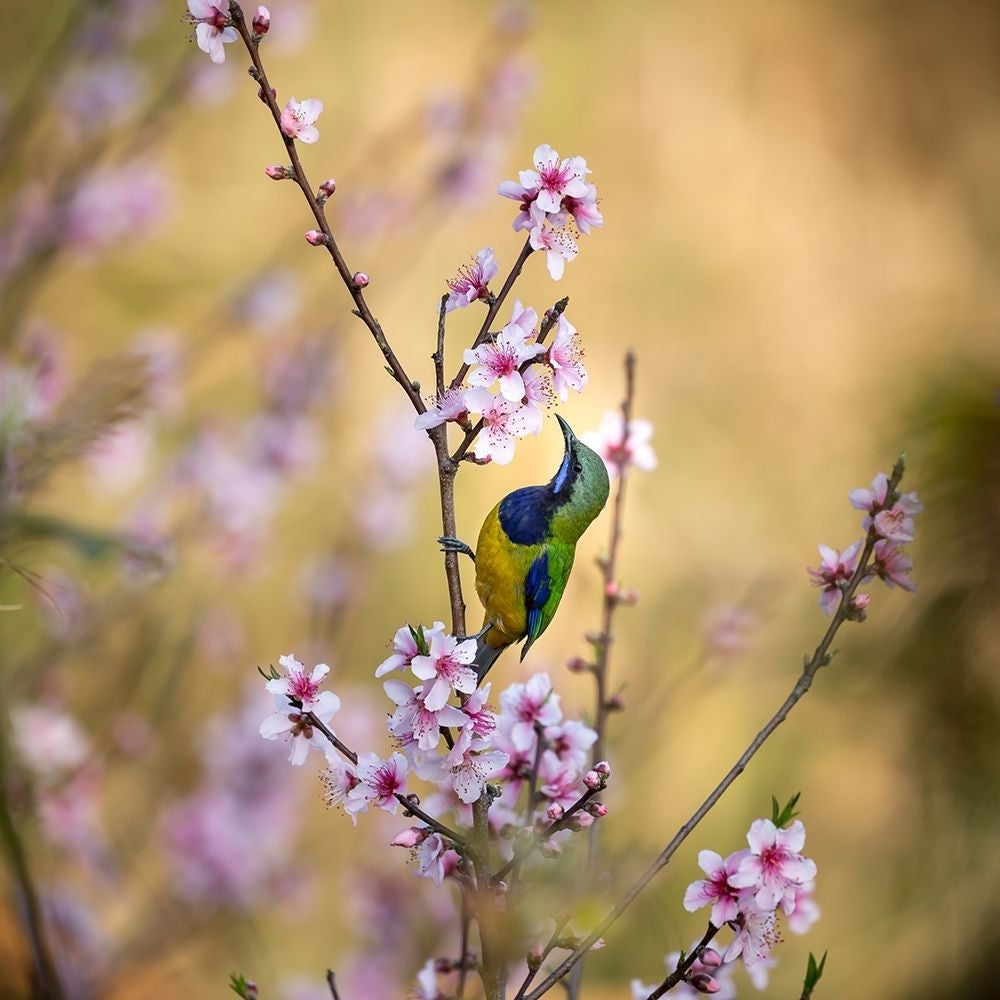 Bird Whispering To The Peach Flower Poster Print - Jianfeng Wang-VARPDX1118767 Image 1