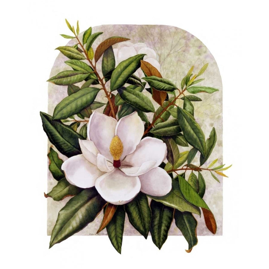 Magnolia Vignette Poster Print - Marcia Matcham-VARPDX112494GG Image 1