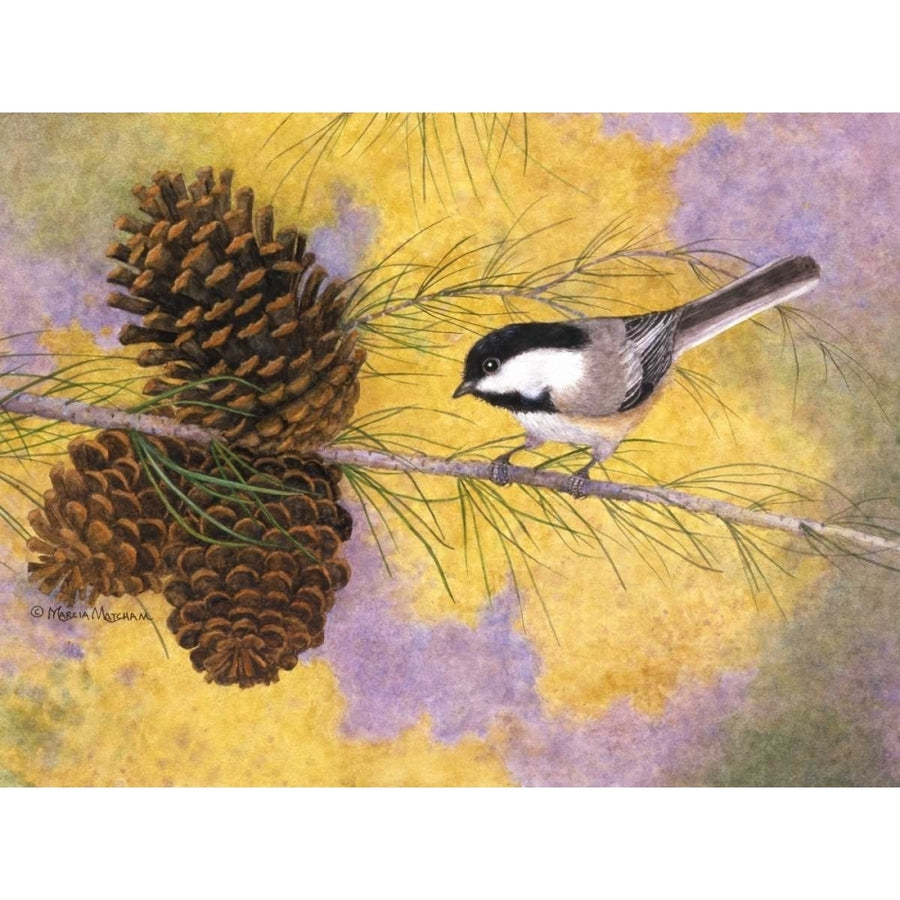 Chickadee in the Pines II Poster Print - Marcia Matcham-VARPDX112500D Image 1