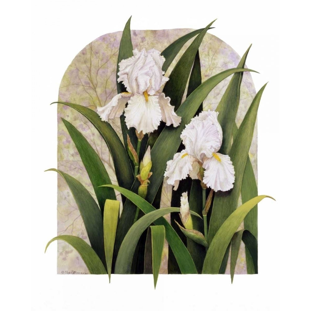 Iris Vignette Poster Print - Marcia Matcham-VARPDX112493GG Image 1