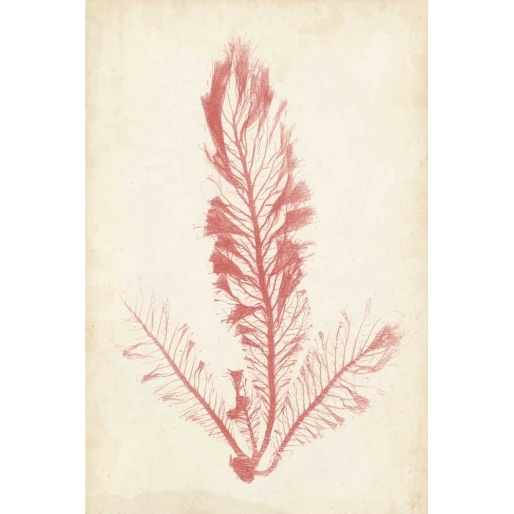 Coral Sea Feather I Poster Print - Henry Bradbury-VARPDX112704Z Image 1