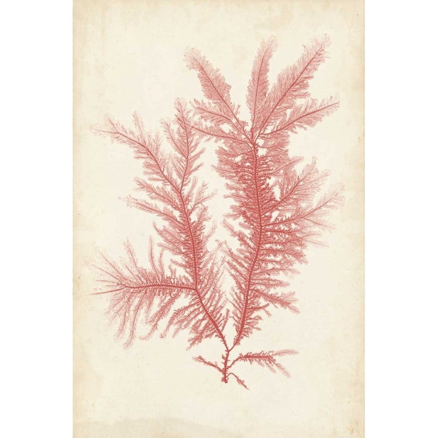 Coral Sea Feather II Poster Print - Henry Bradbury-VARPDX112705Z Image 1