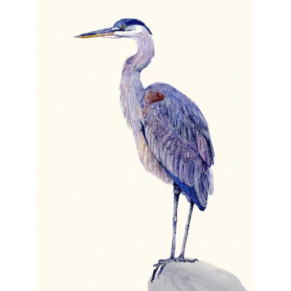 Heron Study I Poster Print - Melissa Wang-VARPDX112882Z Image 1