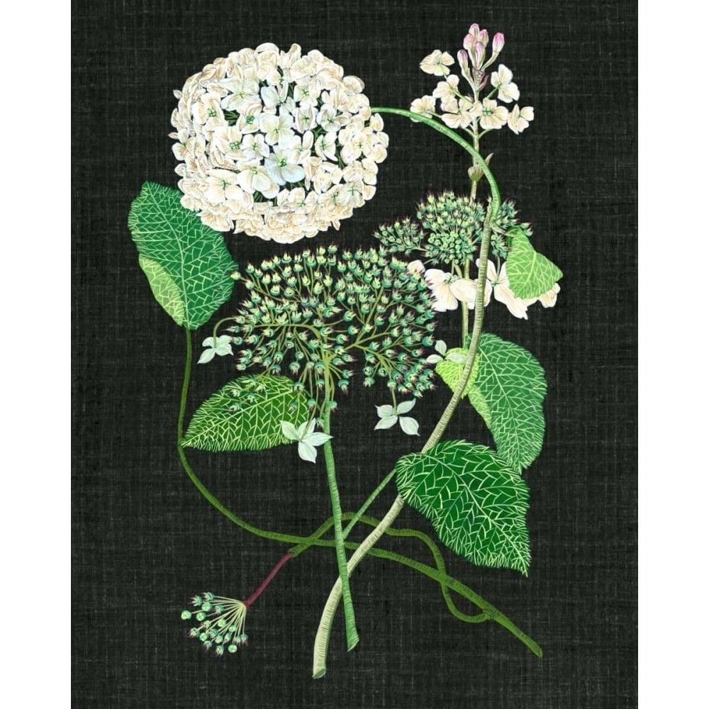 White Hydrangea Study I Poster Print - Melissa Wang-VARPDX112884Z Image 1