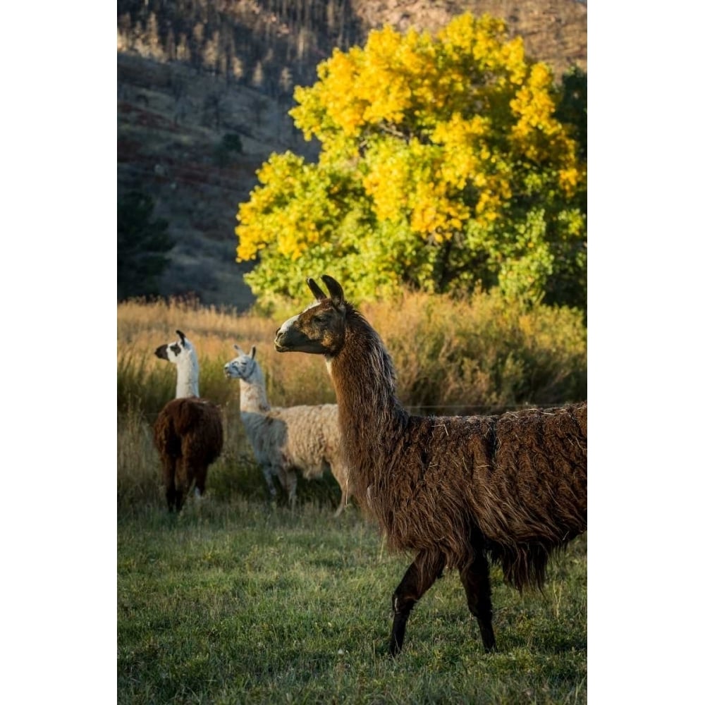 Llama Portrait III Poster Print - Tyler Stockton-VARPDX113002GG Image 1