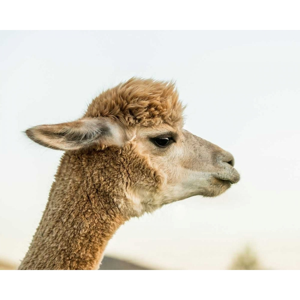 Alpaca Portrait I Poster Print - Tyler Stockton-VARPDX112993GG Image 1