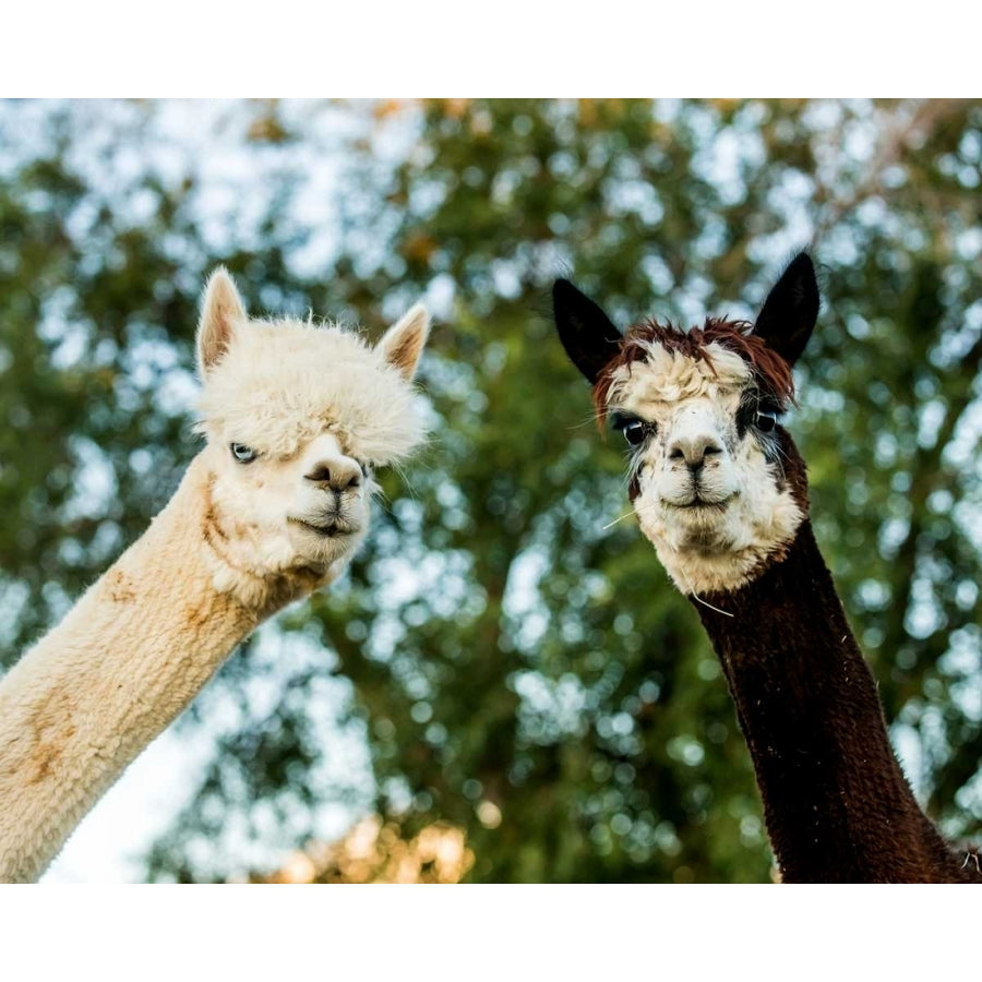 Alpaca Portrait III Poster Print - Tyler Stockton-VARPDX112995GG Image 1