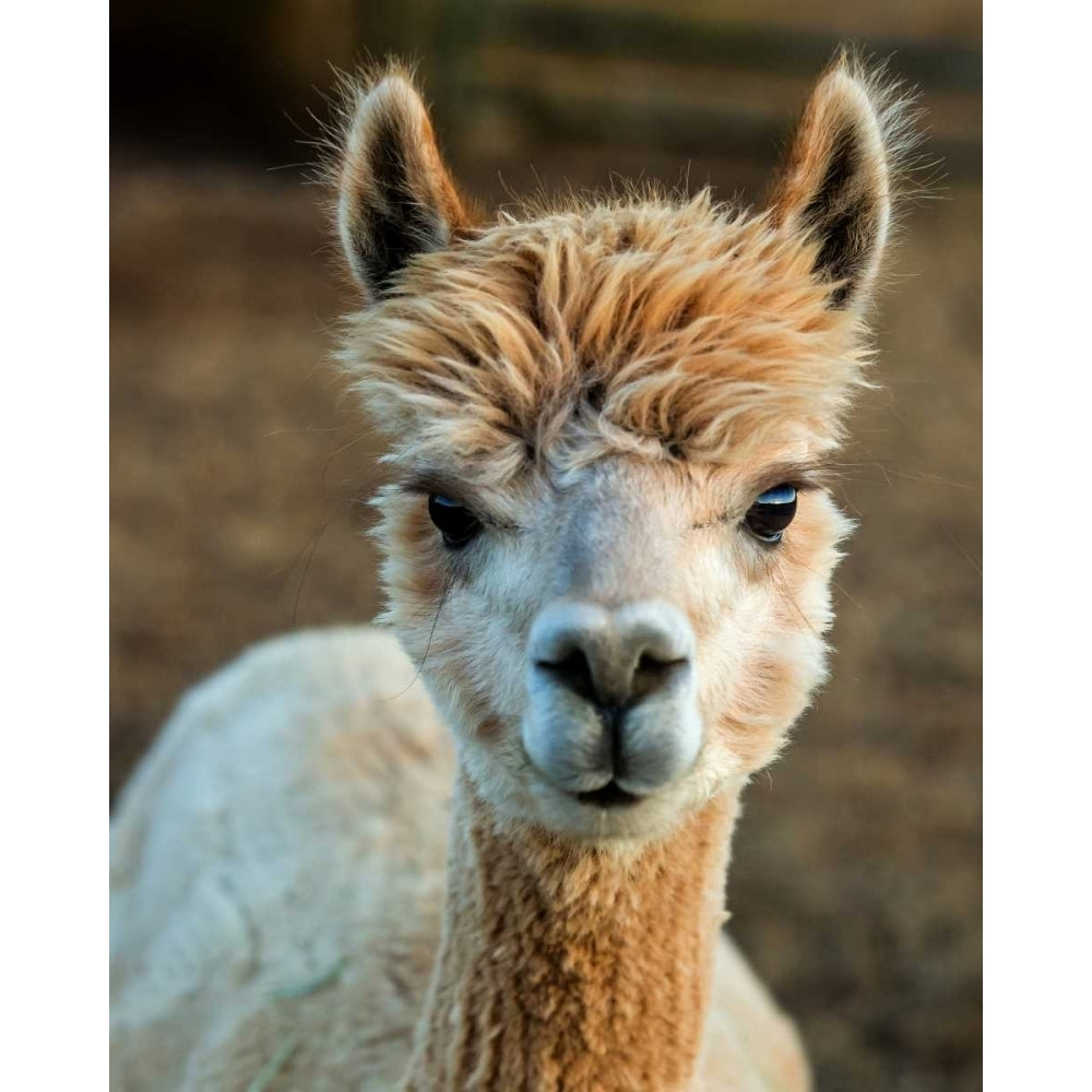 Alpaca Portrait V Poster Print - Tyler Stockton-VARPDX112997GG Image 1