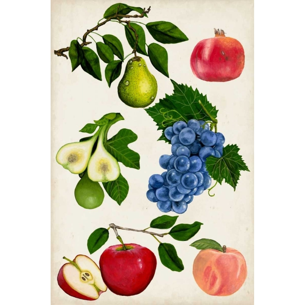 Fruit Collection I Poster Print - Naomi McCavitt-VARPDX113105Z Image 1