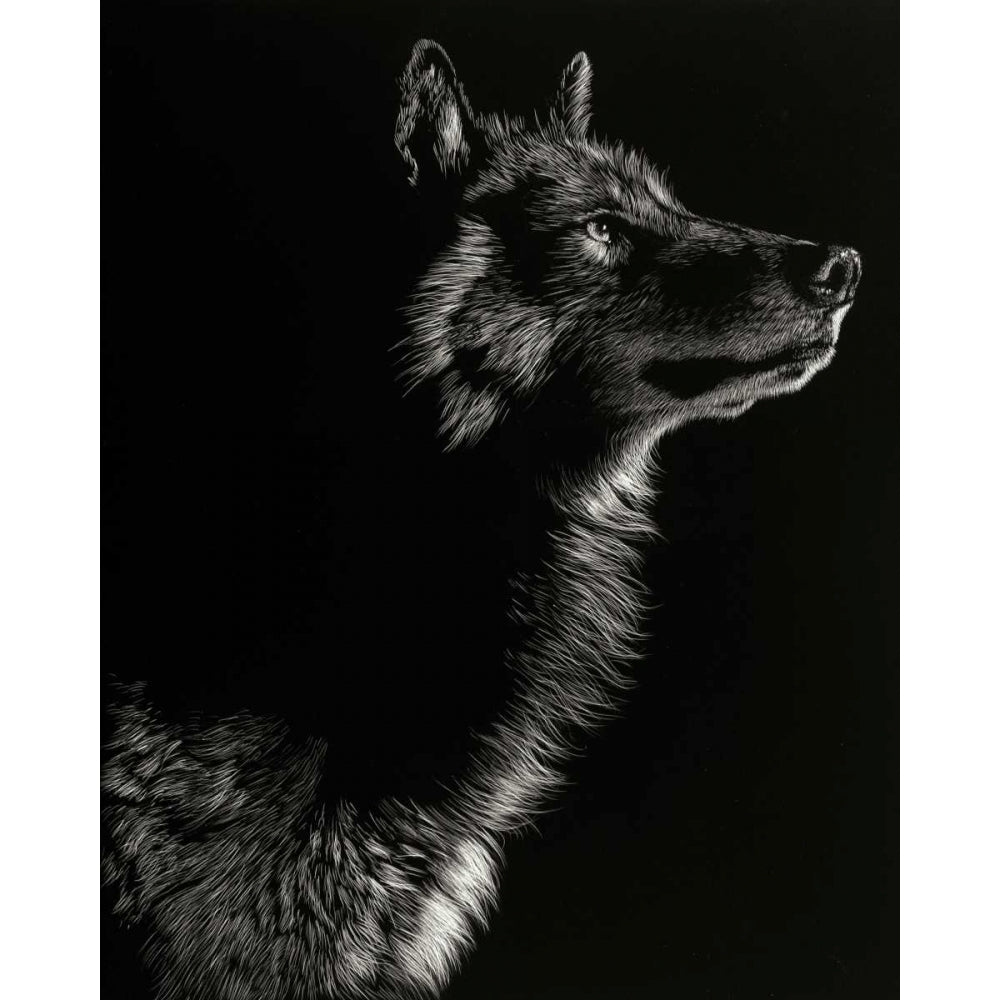 Scratchboard Wolf II Poster Print - Julie T. Chapman-VARPDX113202Z Image 1