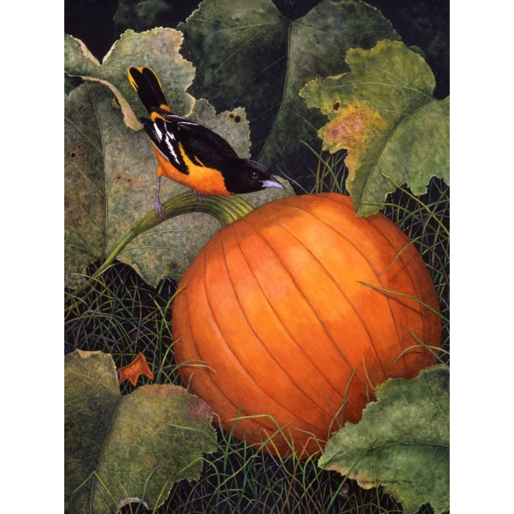 Oriole and Pumpkin Poster Print - Marcia Matcham-VARPDX113262D Image 1