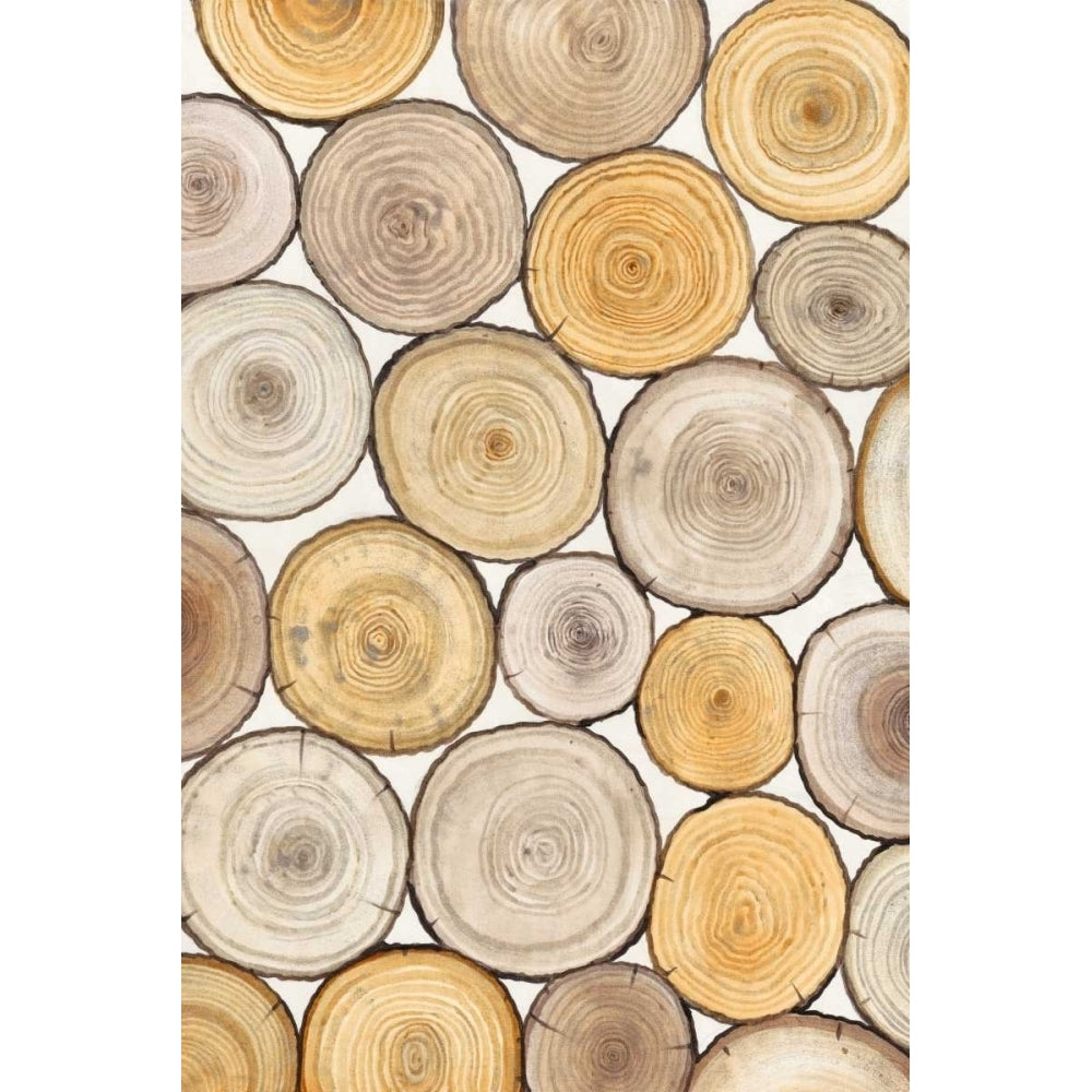 Tree Ring Study II Poster Print - Tim OToole-VARPDX113373Z Image 1