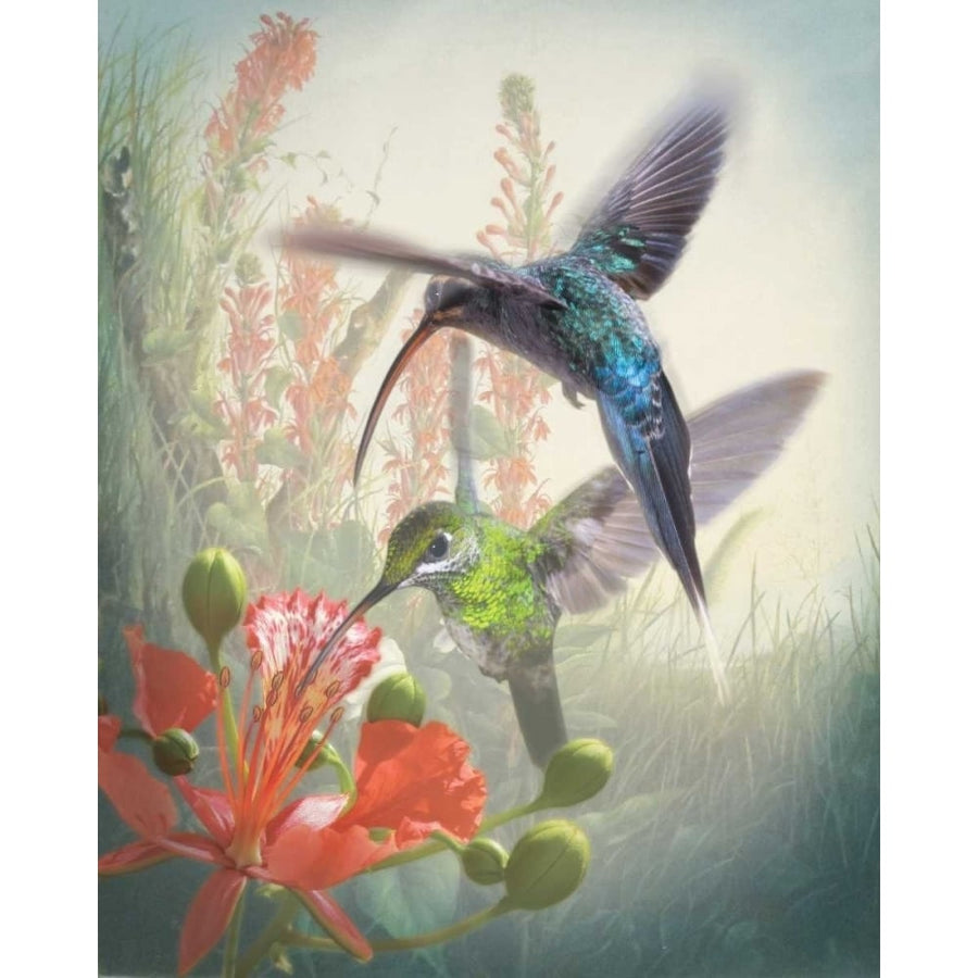 Hummingbird Cycle I Poster Print - Sonja Quintero-VARPDX113410GG Image 1