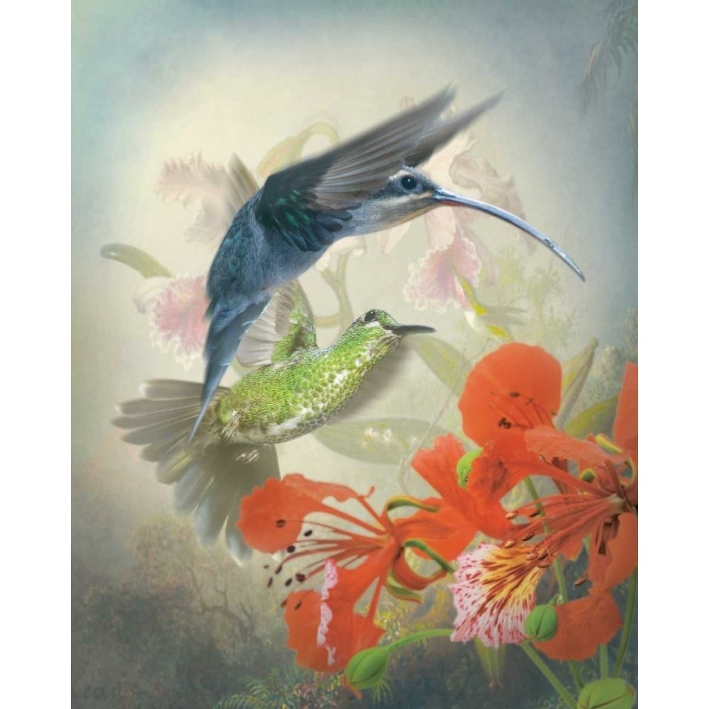 Hummingbird Cycle II Poster Print - Sonja Quintero-VARPDX113411GG Image 1