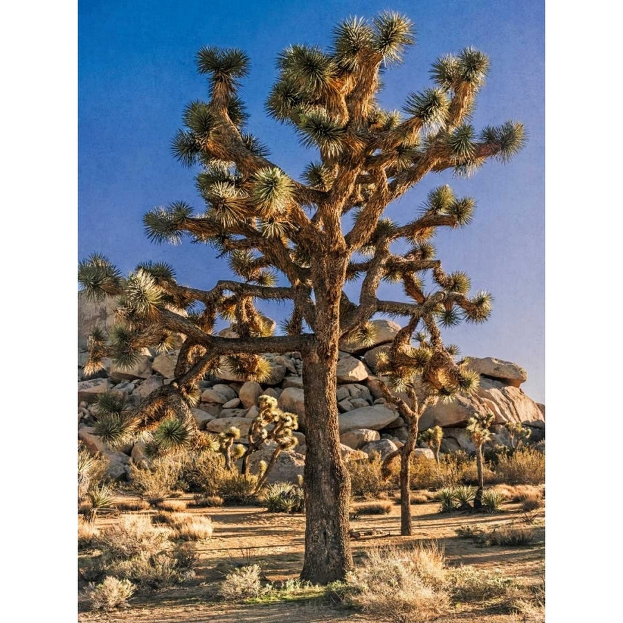 Views of Joshua Tree II Poster Print - Rachel Perry-VARPDX113445GG Image 1